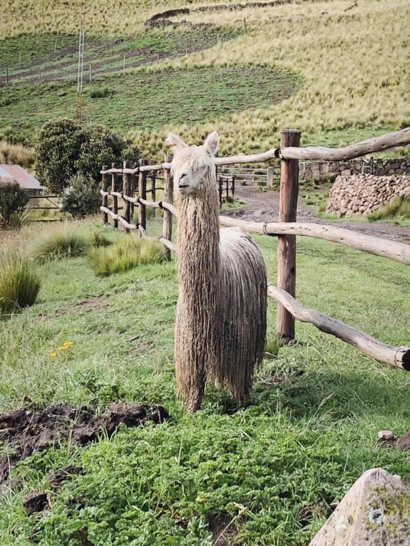 AURALEE Purple Ribbed Knit Wool Mohair Cardigan