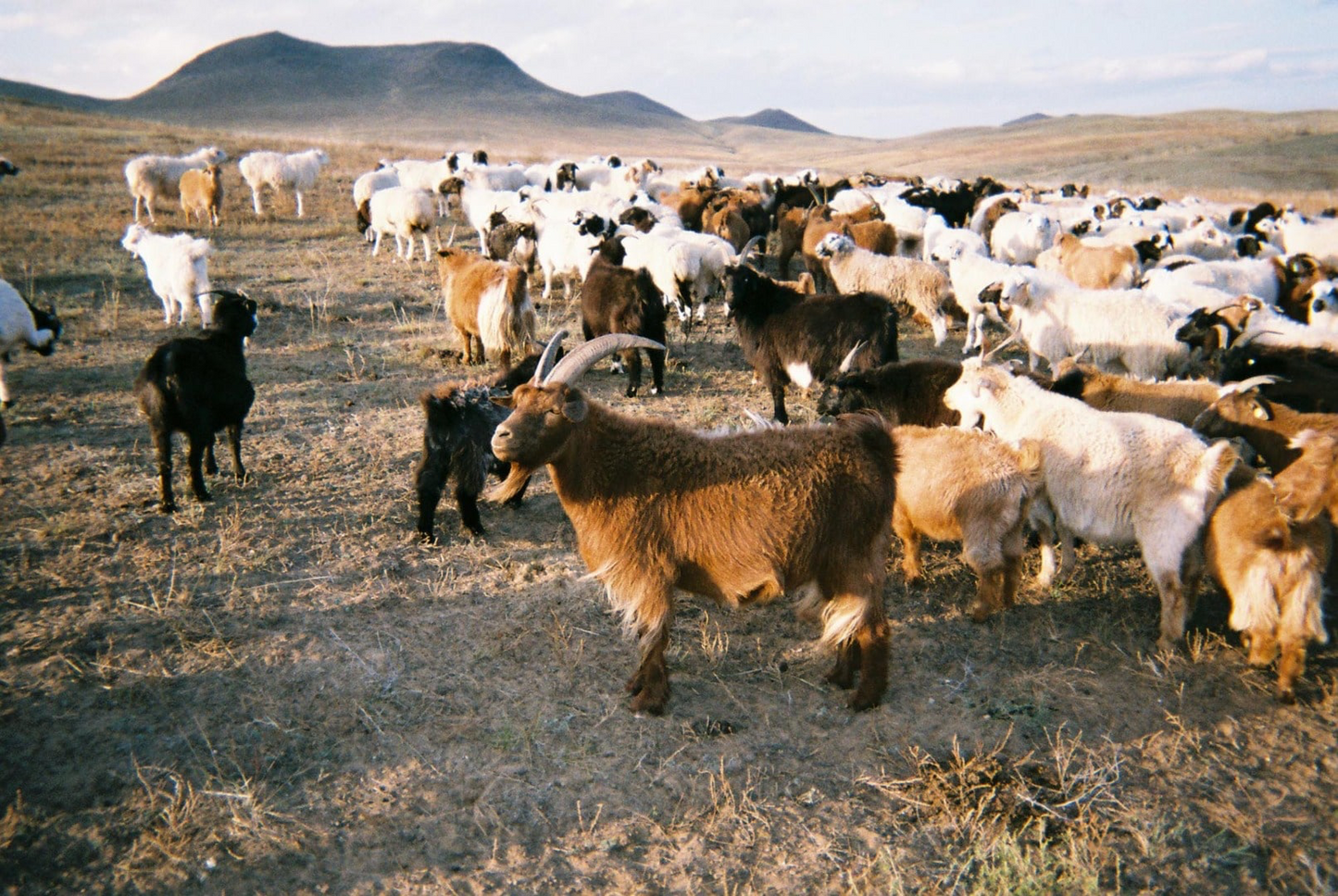 AURALEE Purple Ribbed Knit Wool Mohair Cardigan